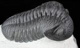 Excellent, Pedinopariops Trilobite - Mrakib, Morocco #55975-1